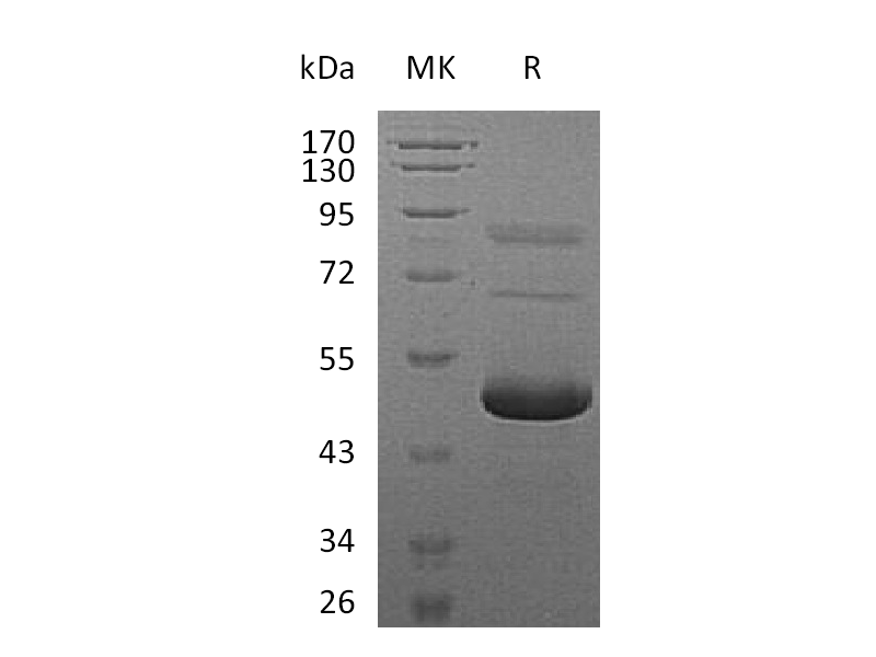 Recombinant Mouse EFNA5 (C-6His)