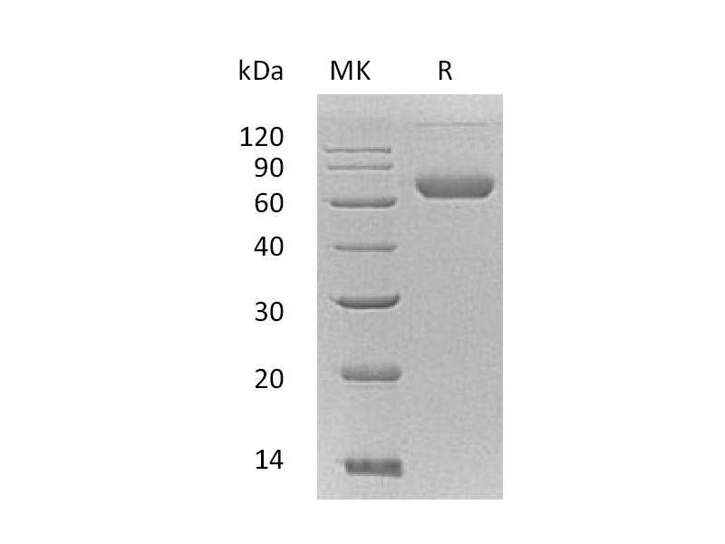 Recombinant Mouse EFNB2 (C-Fc-6His)