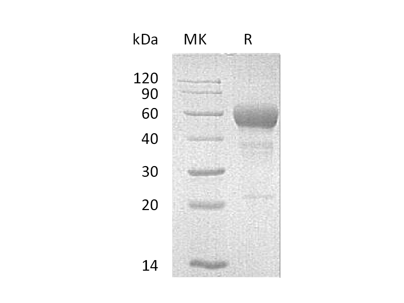 Recombinant Mouse Fas (C-Fc)