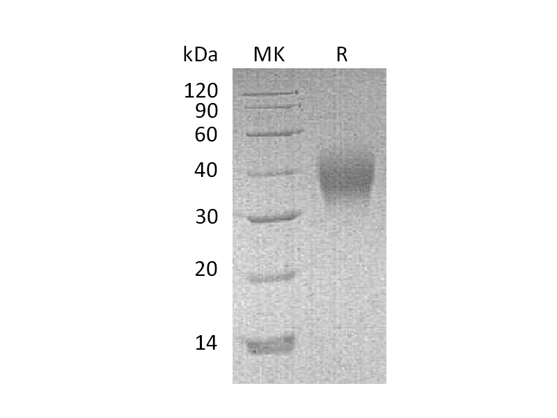 Recombinant Mouse CD16(C-6His)