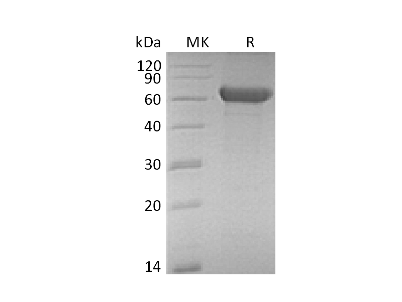 Recombinant Mouse FZD1 (C-Fc)