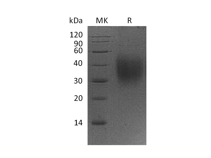 Recombinant Mouse CD47 (C-6His)