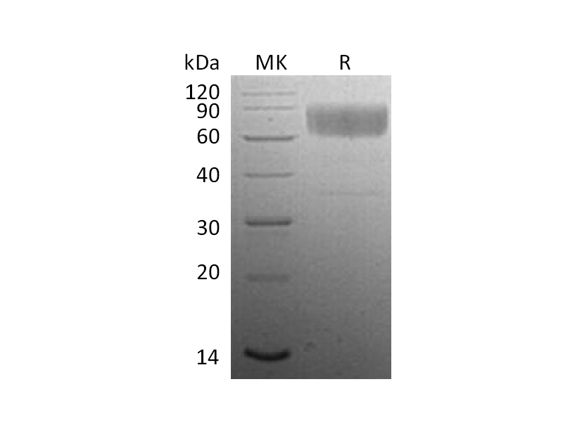 Recombinant Mouse CD47 (C-Fc)