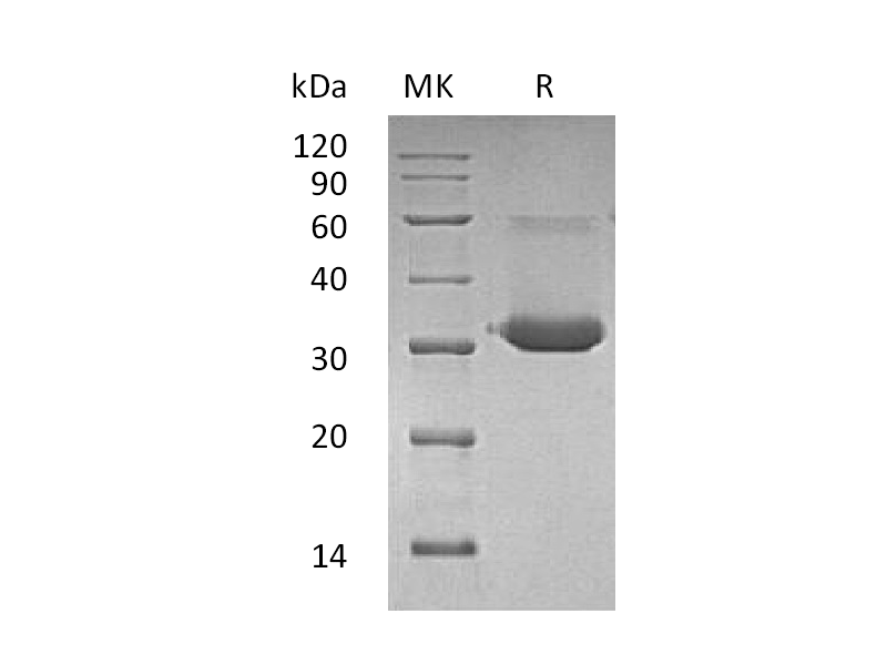 Recombinant Mouse IgG1 Fc