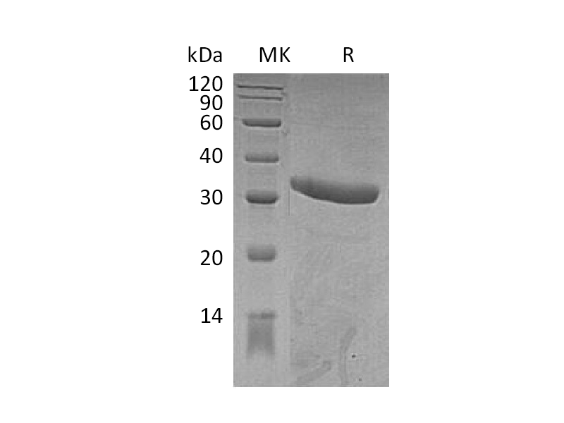 Recombinant Mouse IgG2a Fc