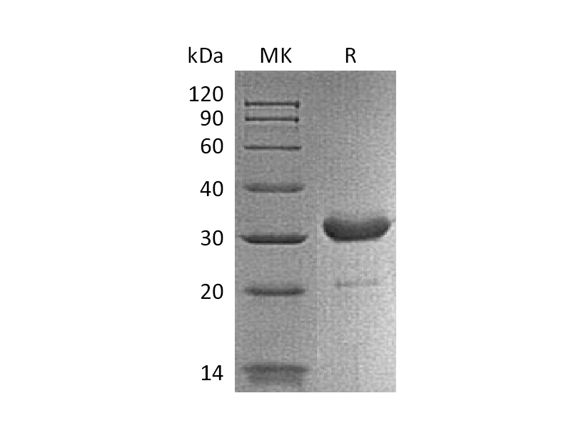 Recombinant Mouse IgG2b Fc