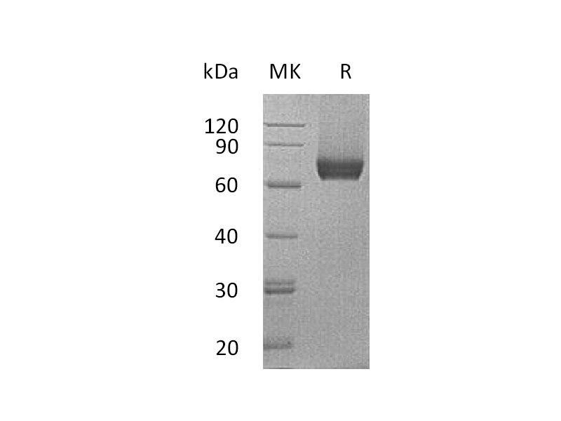 Recombinant Mouse IL-7RA (C-Fc)