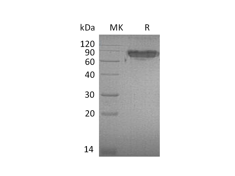 Recombinant Mouse ICAM-2 (C-Fc)