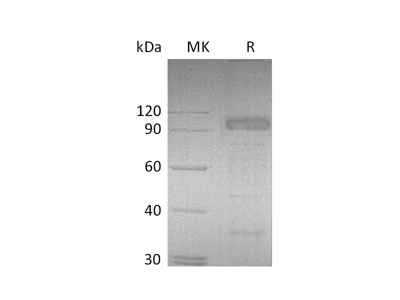Recombinant Mouse IL-23R (C-Fc)