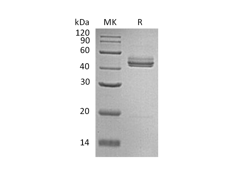 Recombinant Mouse IL-23