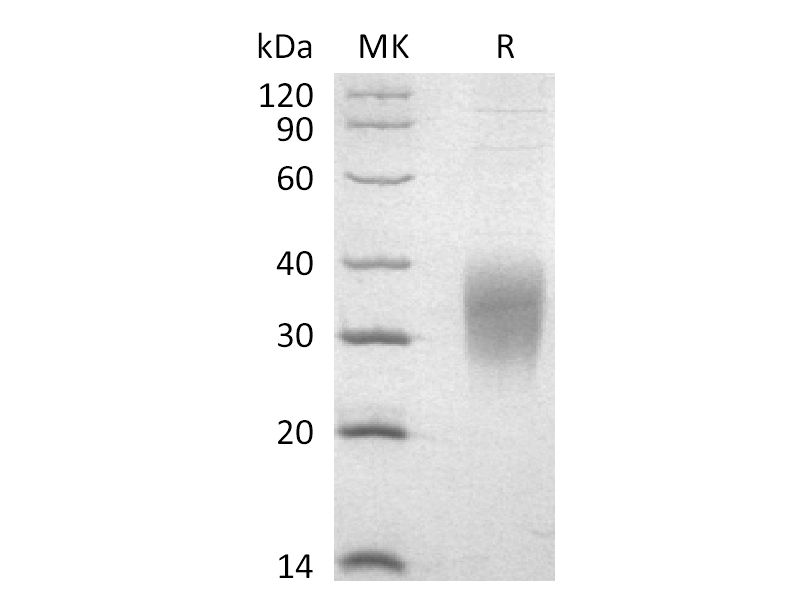 Recombinant Mouse IL-9 (C-6His)