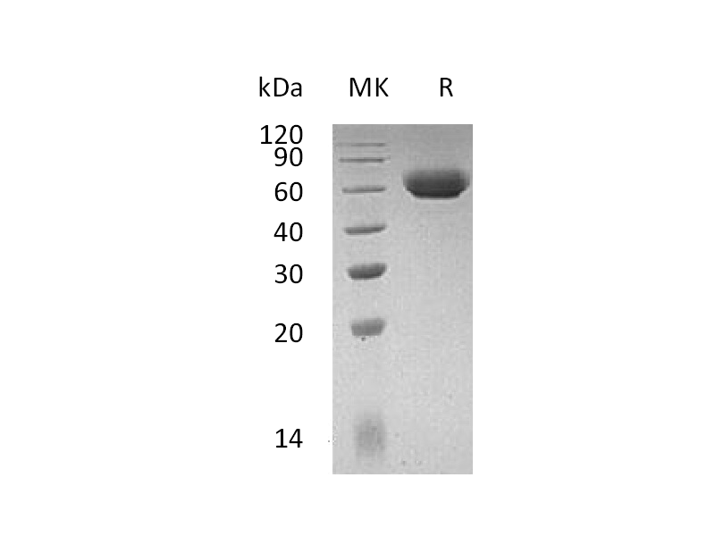 Recombinant Mouse LAG-3 (C-6His)