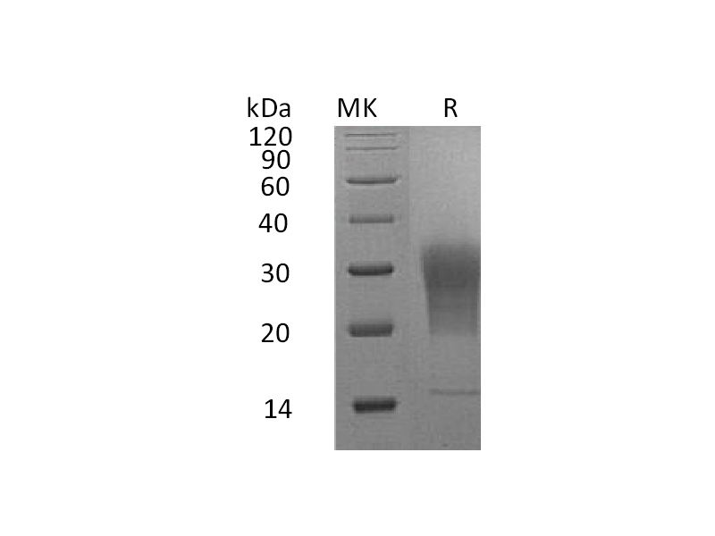 Recombinant Mouse LAIR1 (C-6His)