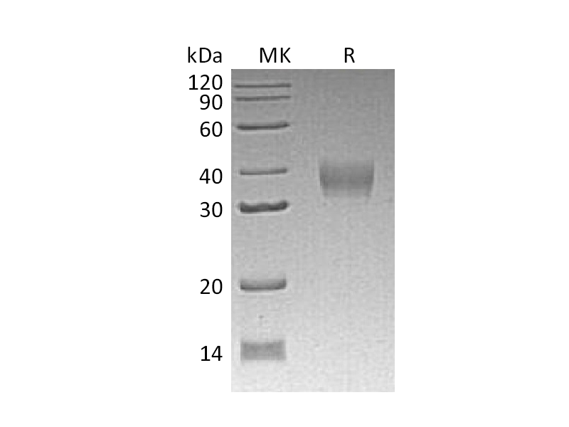 Recombinant Mouse LILRB4 (C-6His)