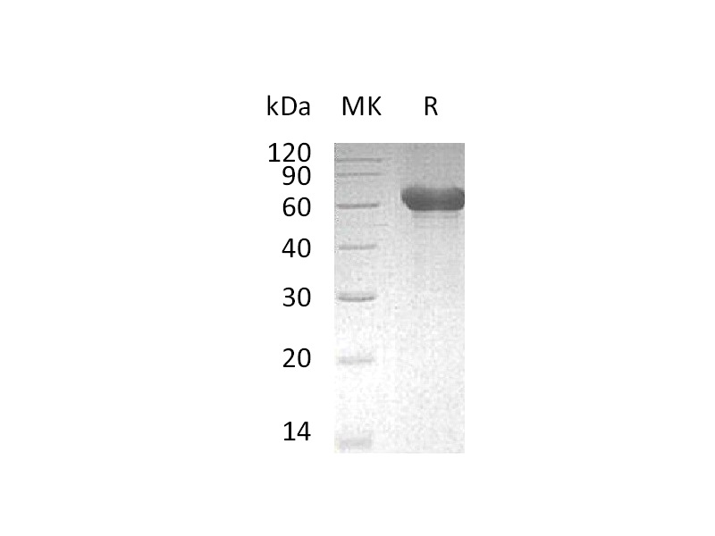 Recombinant Mouse LMIR1 (C-Fc)