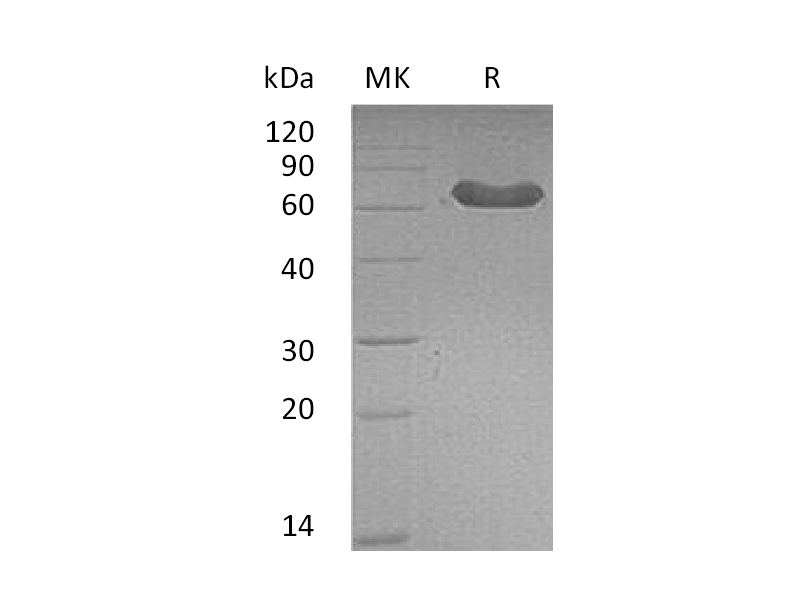 Recombinant Mouse LTBR (C-Fc)