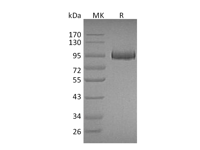 Recombinant Mouse MPO (C-10His)