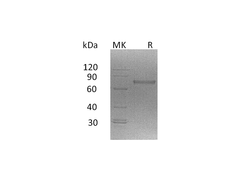 Recombinant Mouse NCR1 (C-Fc)