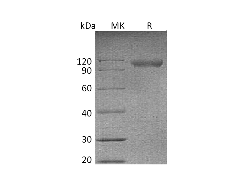 Recombinant Mouse NgR (C-Fc)