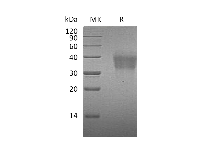 Recombinant Mouse PD-1 (C-6His)