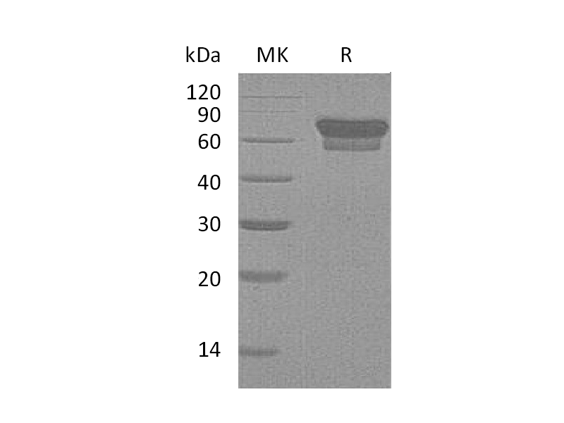 Recombinant Mouse PD-1 (C-Fc)