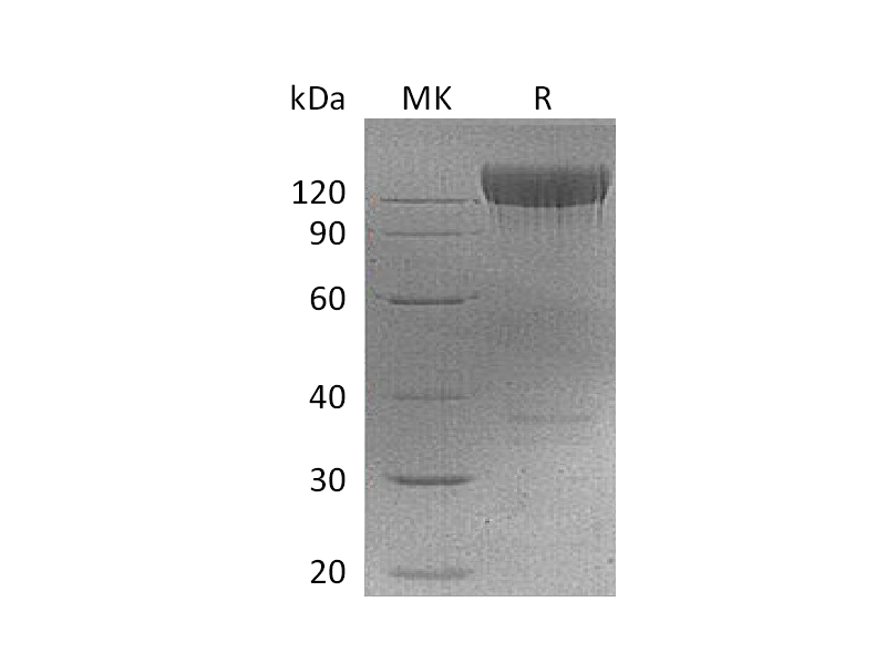 Recombinant Mouse PDGFRA (C-Fc)