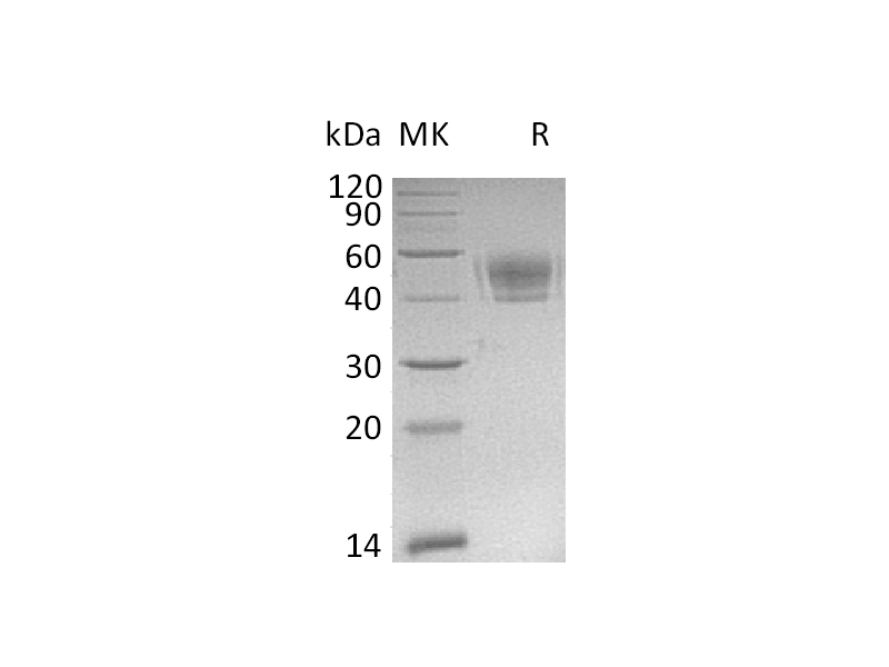 Recombinant Mouse PD-L1 (C-6His)