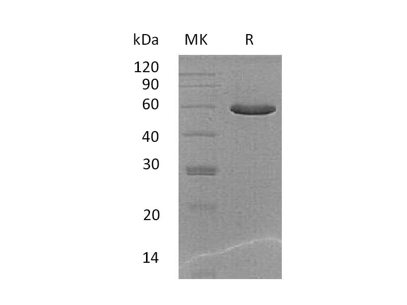 Recombinant Mouse PGCP (C-6His)
