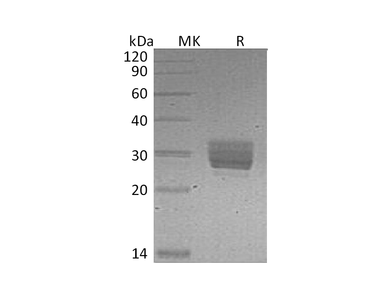 Recombinant Mouse CREG (C-6His)