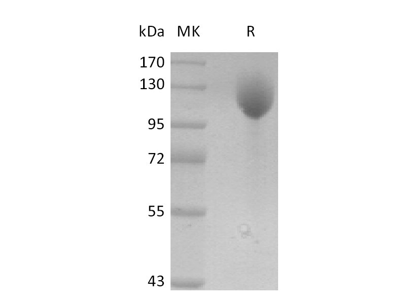 Recombinant Mouse P-selectin (C-Fc)