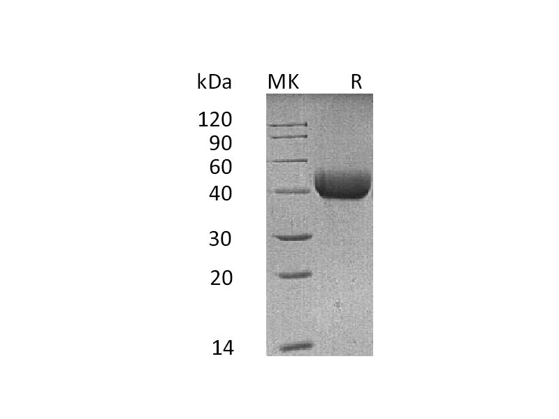 Recombinant Mouse SP-D (C-6His)