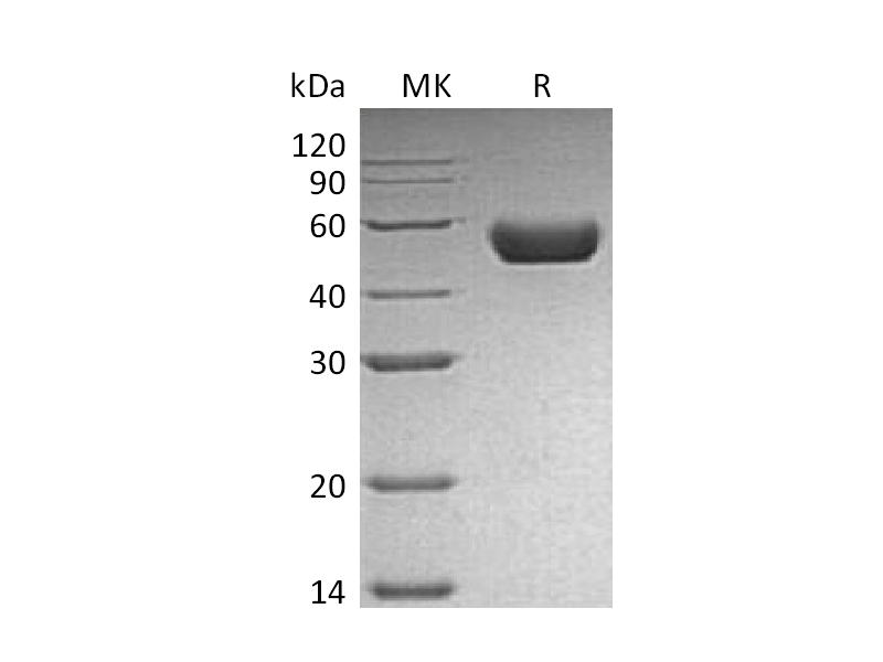 Recombinant Mouse Renin (C-10His)