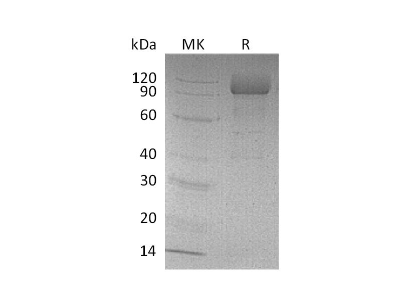 Recombinant Mouse LIMPII (C-Fc)
