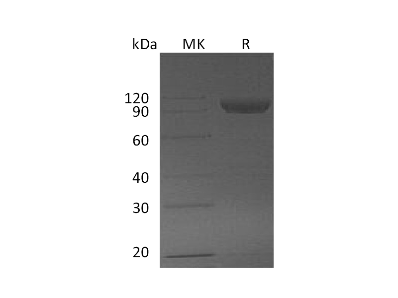Recombinant Mouse Serpin F2 (C-Fc)
