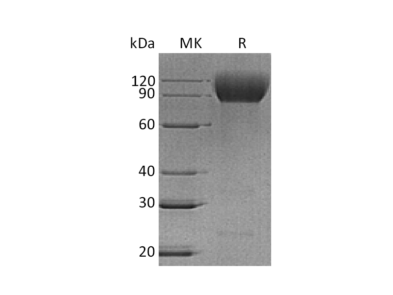 Recombinant Mouse SIRPA (C-MIgG2a)