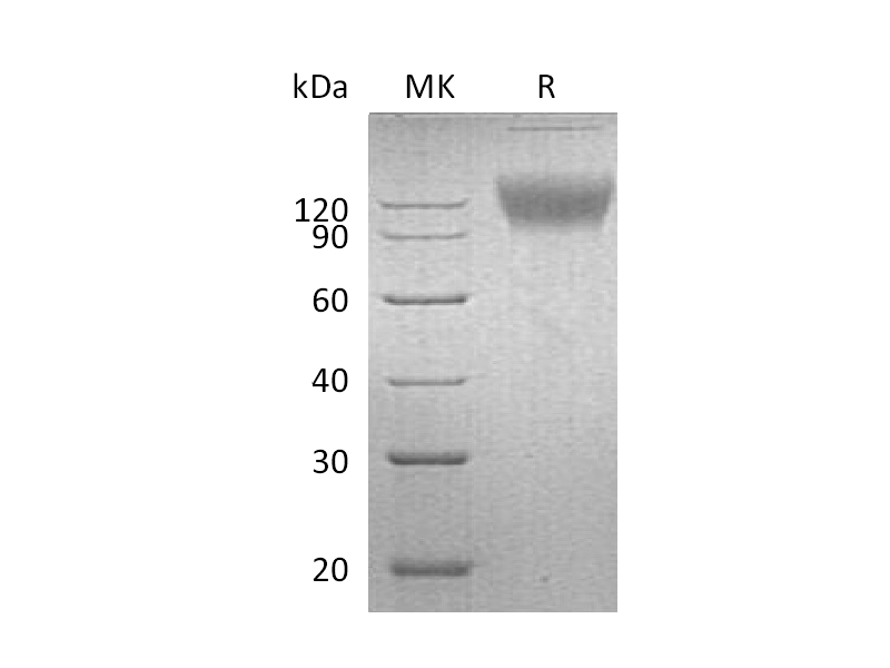 Recombinant Mouse SIRPA (C-Fc)