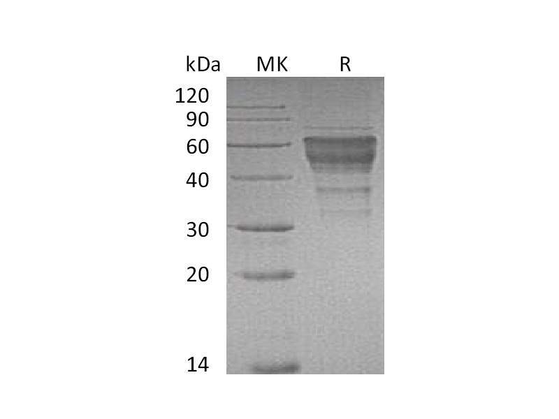 Recombinant Mouse TIM-3 (C-Fc)