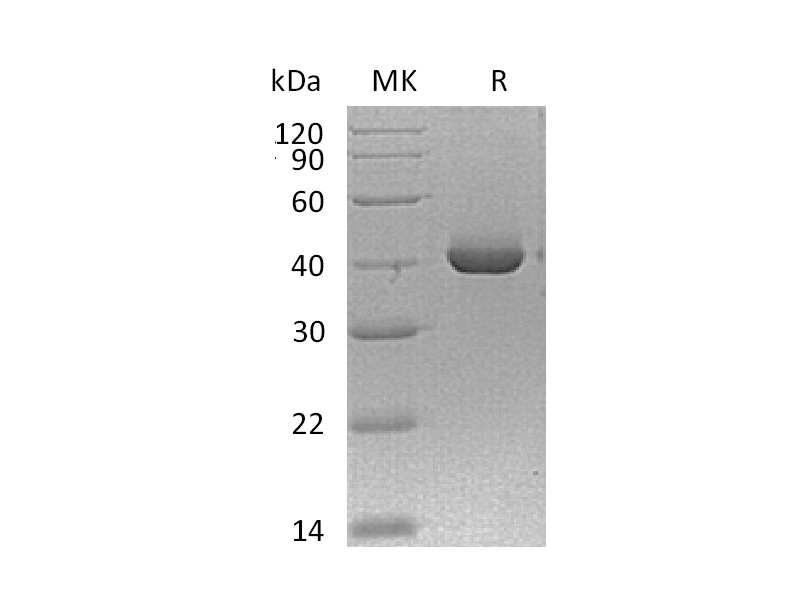 Recombinant Mouse TACI (C-Fc)