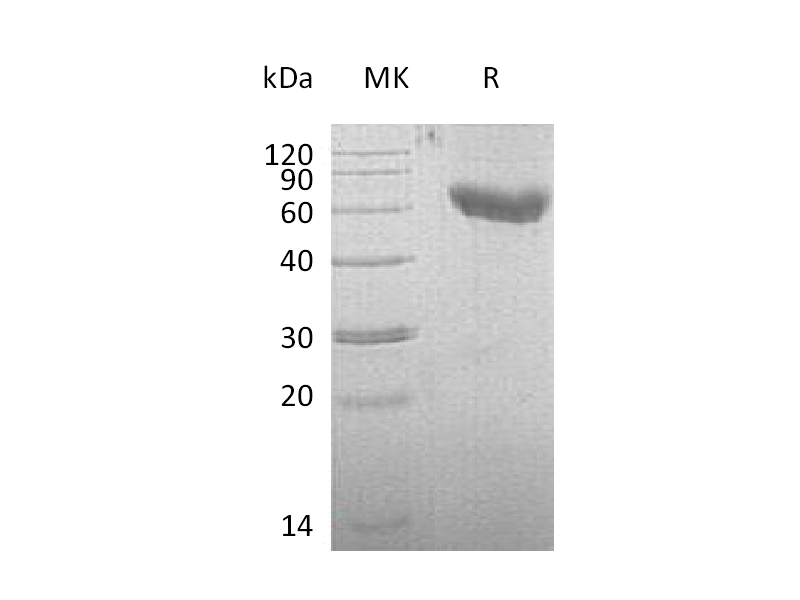 Recombinant Mouse CD28 (C-Fc-6His)