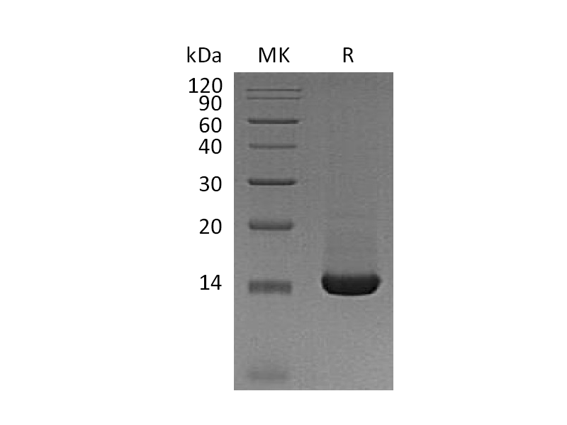 Recombinant Mouse TFF2 (C-6His)