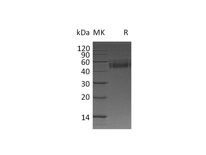 Recombinant Mouse TSLP (C-Fc)