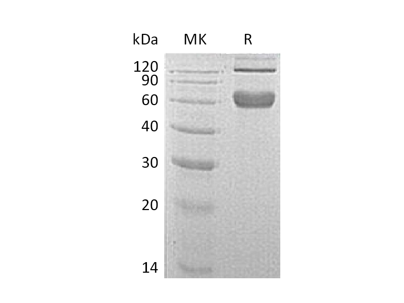 Recombinant Mouse 4-1BB (C-Fc)