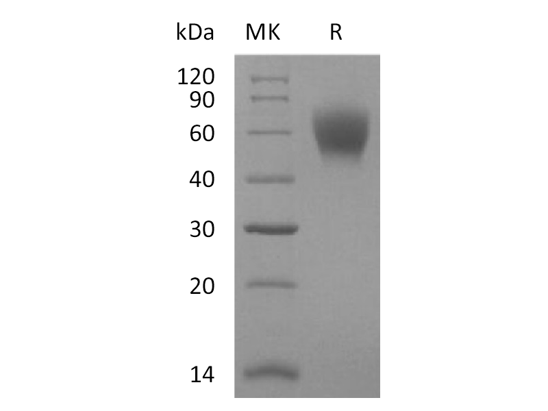 Recombinant Mouse 5T4 (C-6His)