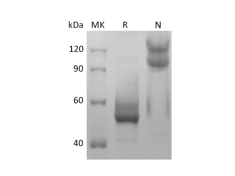 Recombinant Mouse BAFF (N-mFc)