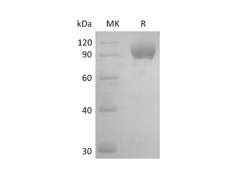 Recombinant Mouse AXL (C-Fc)