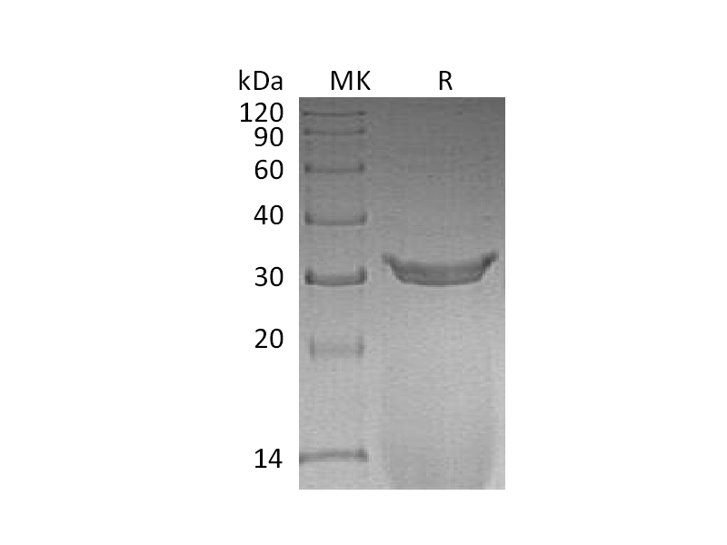 Recombinant Rat IgG2a Fc