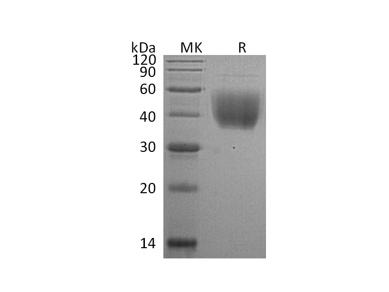 Recombinant Rat B7-1 (C-6His)