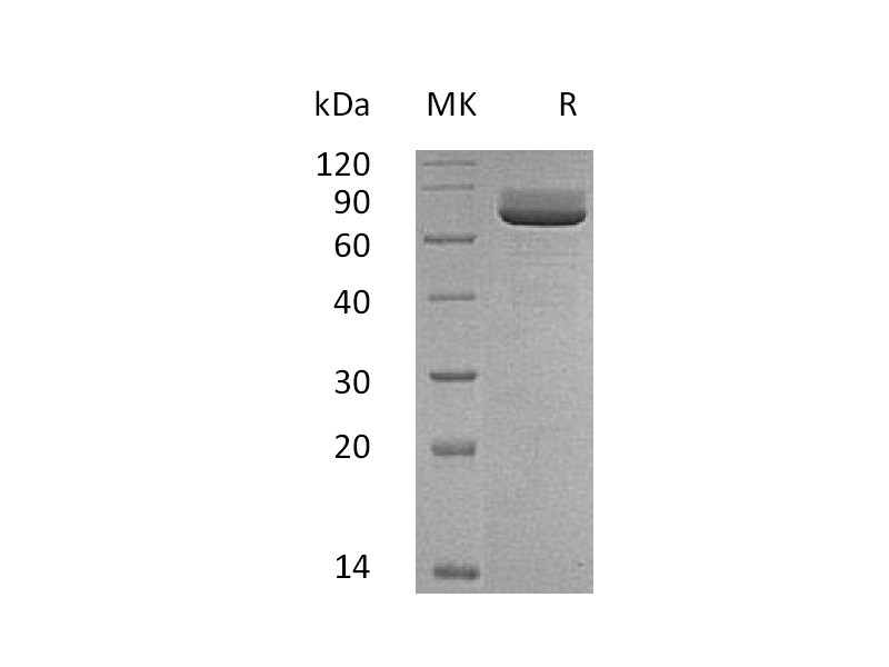 Recombinant Rat CD73 (C-6His)
