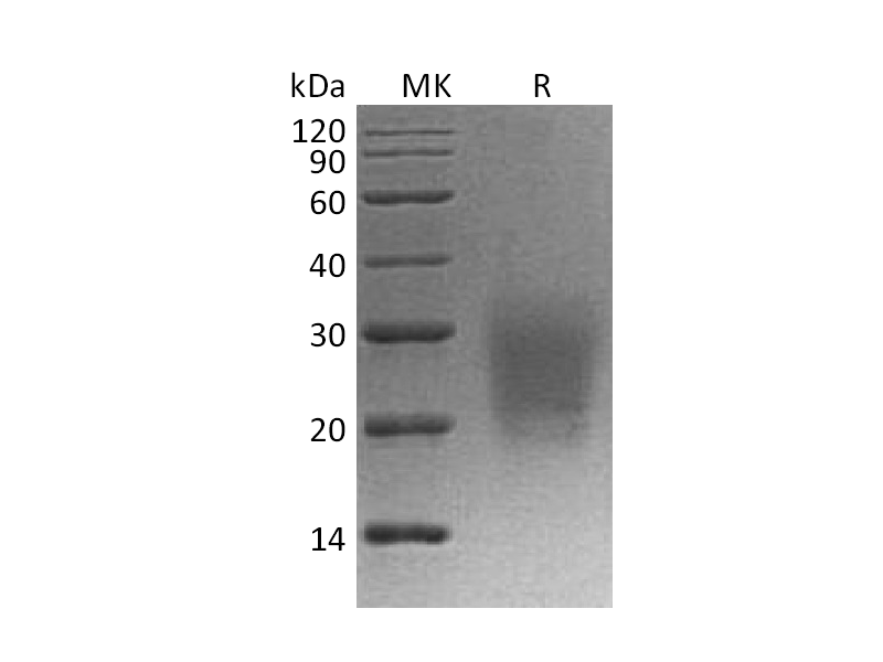 Recombinant Cynomolgus CD3d (C-6His)