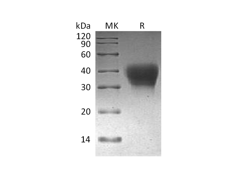 Recombinant Cynomolgus PD-1 (C-6His)